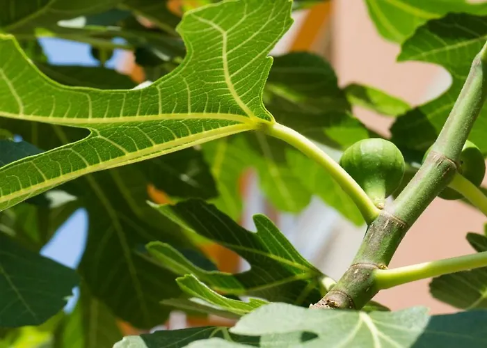 Отель Darius Hstl Солнечный берег